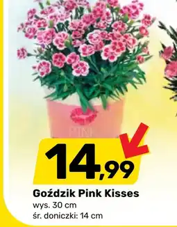Bricomarche Goździk Pink oferta