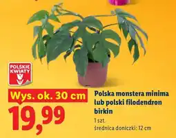 Lidl Polska monstera minima oferta