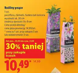 Lidl Rośliny pnące - passiflora oferta
