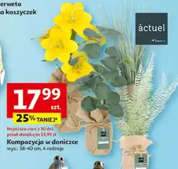 Auchan Kompozycja w doniczce Actuel oferta