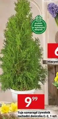Twój Market Tuja szmaragd żywotnik zachodni doniczka C-2 oferta