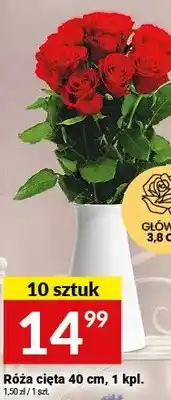 Twój Market Róża cięta 40 cm oferta