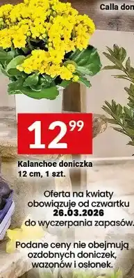 Twój Market Kalanchoe doniczka 12 cm oferta