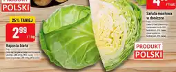 Polomarket Sałata masłowa w doniczce oferta