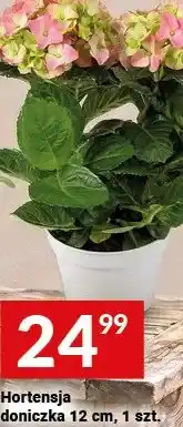Twój Market Hortensja doniczka 12 cm oferta