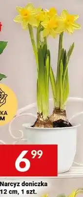 Twój Market Narcyz doniczka 12 cm oferta