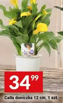 Twój Market Calla doniczka 12 cm oferta