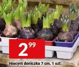 Twój Market Hiacynt doniczka 7 cm oferta