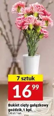 Twój Market Bukiet cięty gałązkowy goździk oferta