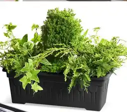 Biedronka Skrzynka o dł. 60 cm oferta