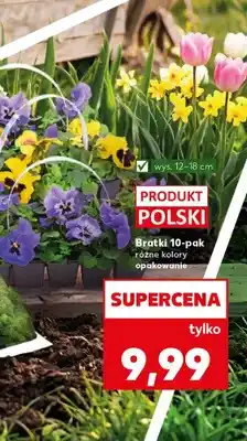 Kaufland Bratki różne kolory oferta