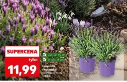 Kaufland Lawenda francuska pachnące kwiaty oferta