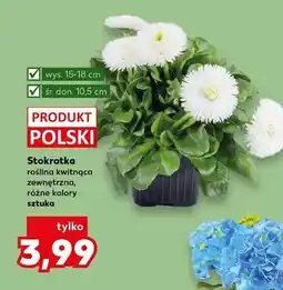 Kaufland Stokrotka roślina kwitnąca zewnętrzna, różne kolory oferta