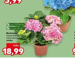 Kaufland Hortensja 3 duże kwiaty, różne kolory oferta