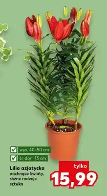 Kaufland Lilia azjatycka pachnące kwiaty, różne rodzaje oferta