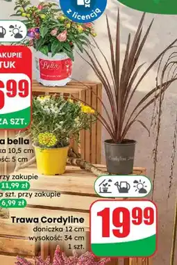 Dino Trawa Cordyline doniczka 12 cm wysokość: 34 cm oferta