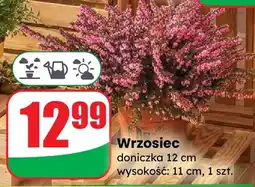 Dino Wrzosiec doniczka 12 cm wysokość: 11 cm oferta