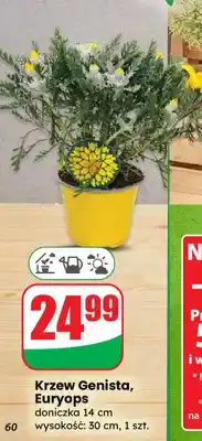Dino Krzew Genista, Euryops doniczka 14 cm wysokość: 30 cm oferta