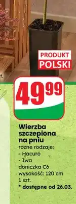 Dino Wierzba szczepiona na pniu różne rodzaje: Hacuro, Iwa doniczka C6 wysokość: 120 cm oferta