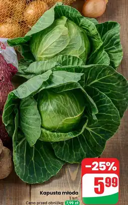 Dino Kapusta młoda oferta