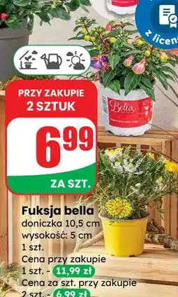 Dino Fuksja bella oferta