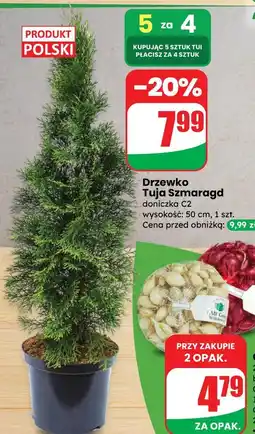 Dino Drzewko Tuja Szmaragd oferta