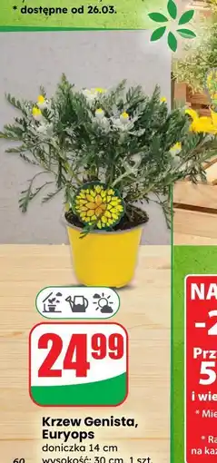 Dino Krzew Genista, Euryops oferta