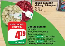 Dino Cebula dymka oferta