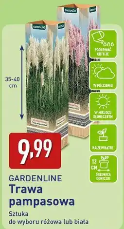 ALDI GARDENLINE Trawa pampasowa oferta