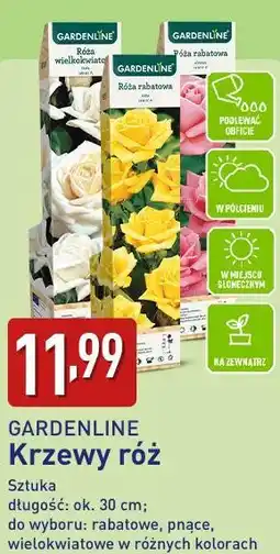 ALDI GARDENLINE Krzewy róż oferta