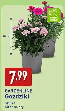 ALDI GARDENLINE Goździki oferta