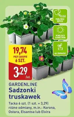 ALDI GARDENLINE Sadzonki truskawek oferta