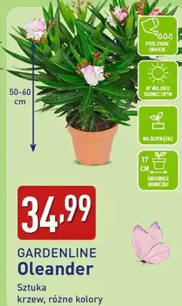 ALDI GARDENLINE Oleander oferta