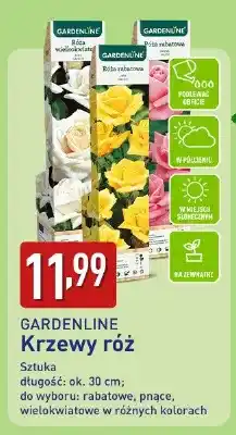 ALDI Krzewy róż oferta