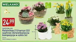 ALDI Kalanchoe oferta