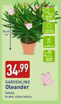 ALDI Oleander oferta