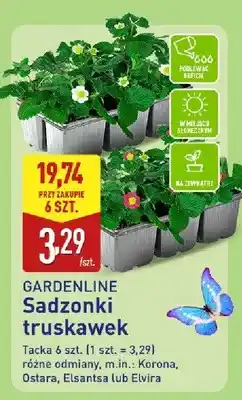 ALDI Sadzonki truskawek oferta