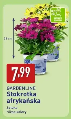 ALDI Stokrotka afrykańska oferta