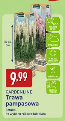 ALDI Trawa pampasowa oferta