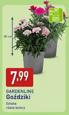 ALDI Goździki oferta