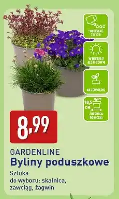 ALDI Byliny poduszkowe oferta