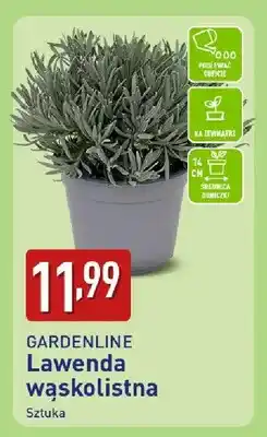 ALDI Lawenda wąskolistna oferta