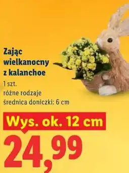 Lidl Zając wielkanocny z kalanchoe oferta