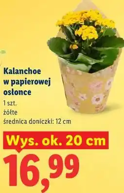 Lidl Kalanchoe w papierowej osłonce oferta