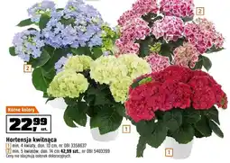 OBI Hortensja kwitnąca min. 5 kwiatów, don. 18 cm oferta