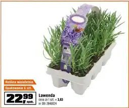 OBI Lawenda oferta