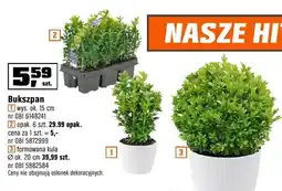 OBI Bukszpan formowana kula oferta