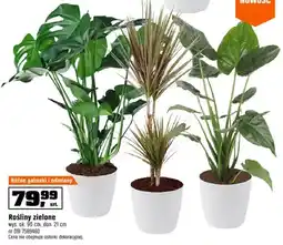OBI Rośliny zielone oferta