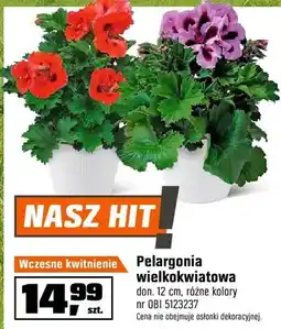 OBI Pelargonia wielkokwiatowa oferta
