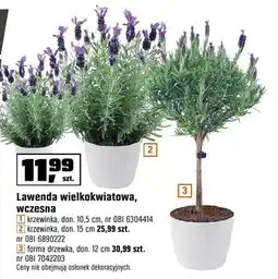 OBI Lawenda wielkokwiatowa, wczesna - forma drzewka, don. 12 cm oferta